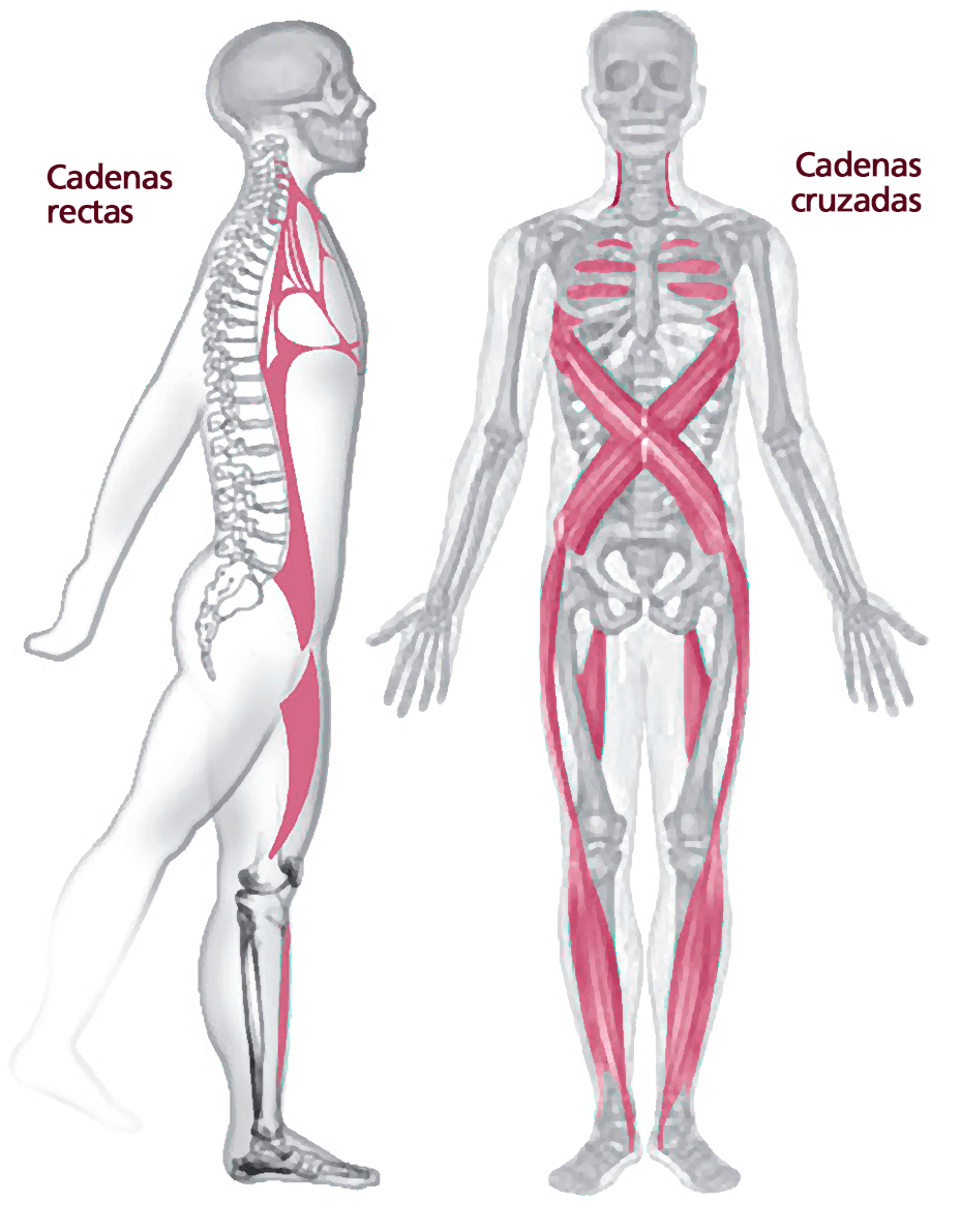 Cadenas Musculares Y Dolor De Hombro Cadenas Musculares y Fascias – Síntesis – Revista Kiné