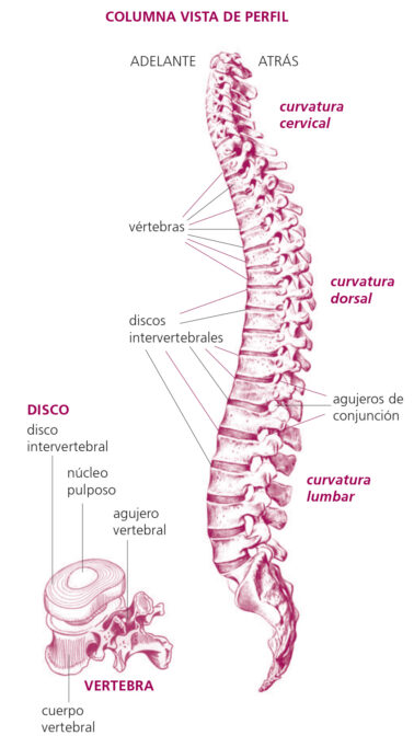 La columna vertebral – Revista Kiné